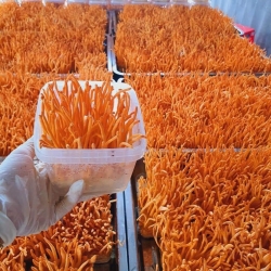 Cây Thuốc Dân Gian Trị Mất Ngủ