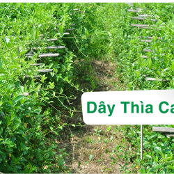 ​​​​​​​Dây thìa canh là gì? Công dụng trong kiểm soát tiểu đường