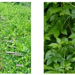CÂY THUỐC QUÝ GIÚP PHÒNG NGỪA & HỖ TRỢ ĐIỀU TRỊ BỆNH TIỂU ĐƯỜNG - MỠ MÁU - CAO HUYẾT ÁP