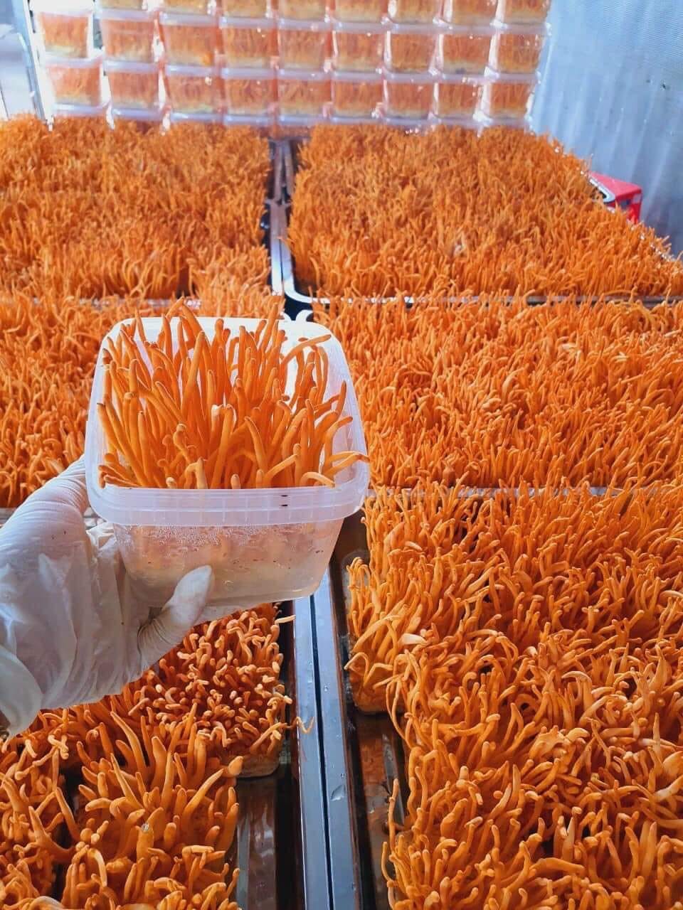 Cây Thuốc Dân Gian Trị Mất Ngủ