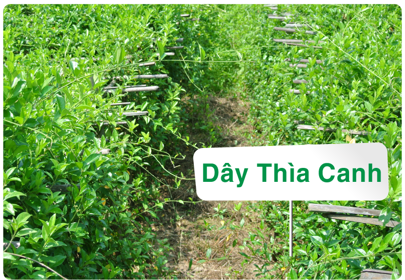 ​​​​​​​Dây thìa canh là gì? Công dụng trong kiểm soát tiểu đường