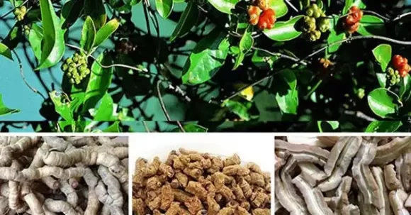 Triệu Chứng Mất Ngủ Kéo Dài: nguyên nhân, hệ quả, cách khắc phục