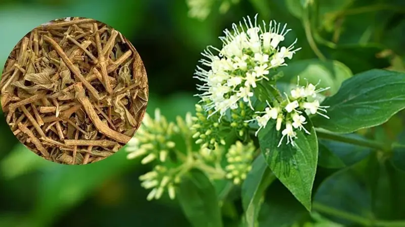 CTY TNHH DƯỢC PHẨM ĐẠI ĐỨC MẠNH