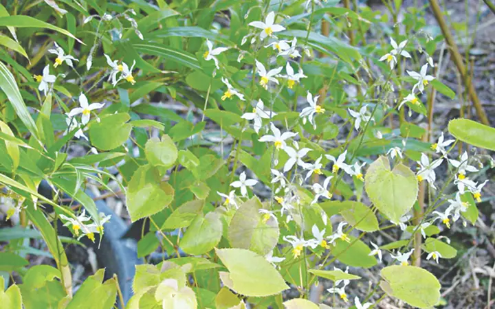 Cây dâm dương hoắc