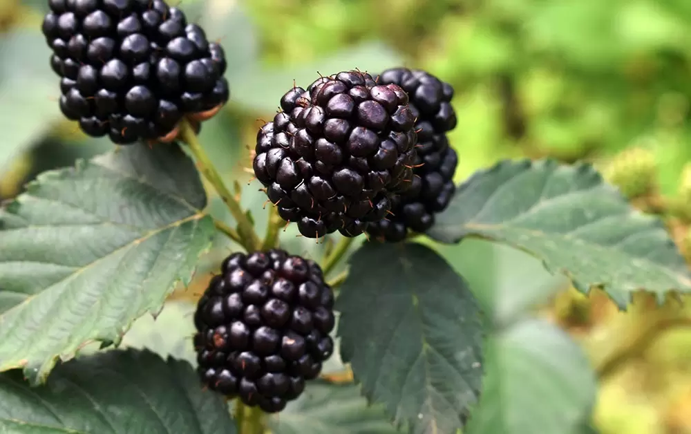 CTY TNHH DƯỢC PHẨM ĐẠI ĐỨC MẠNH