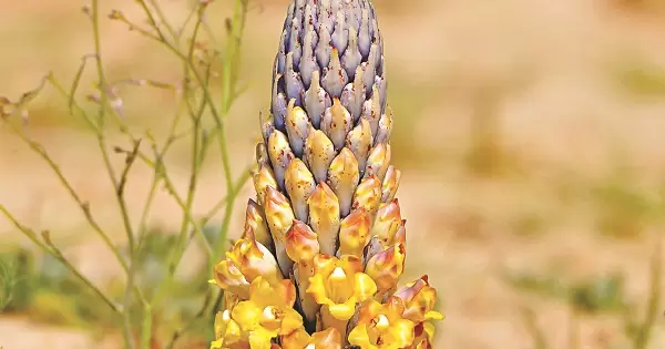 CTY TNHH DƯỢC PHẨM ĐẠI ĐỨC MẠNH